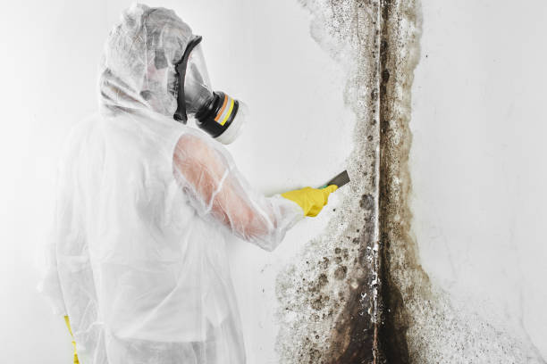 Best Office Mold Removal Services  in Honaunau Napoopoo, HI