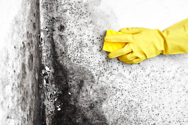 Best Professional Mold Removal  in Honaunau Napoopoo, HI