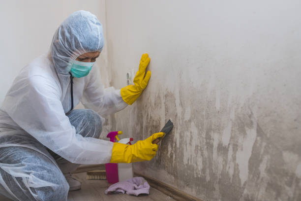 Best Toxic Mold Removal  in Honaunau Napoopoo, HI