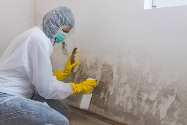 Best Office Mold Removal Services  in Honaunau Napoopoo, HI