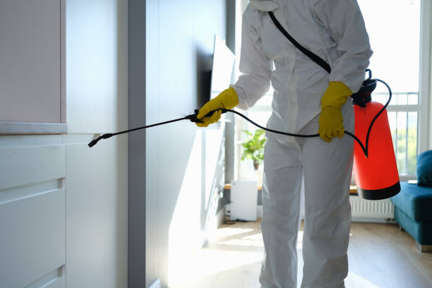 Best Mold Removal Company Near Me  in Honaunau Napoopoo, HI